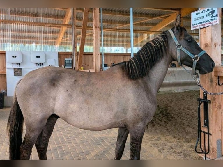 German Riding Pony Stallion 4 years 14,1 hh Grullo in Walterschen