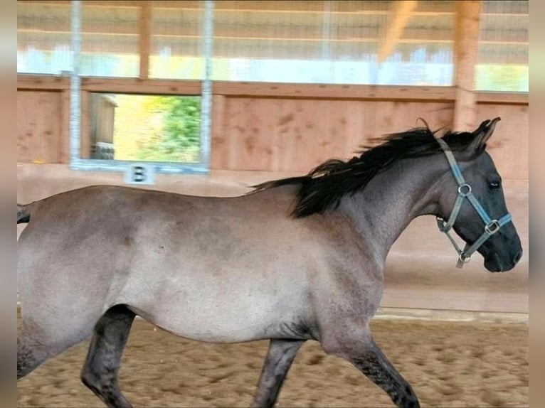 German Riding Pony Stallion 4 years 14,1 hh Grullo in Walterschen