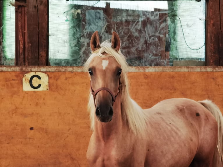 German Riding Pony Stallion 4 years 14.1 hh Palomino in Frankenberg (Eder)