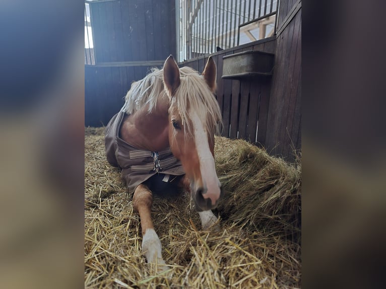 German Riding Pony Stallion 4 years 14.1 hh Palomino in Bruchköbel