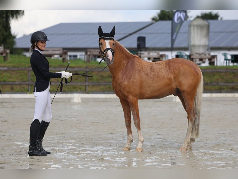 German Riding Pony Stallion 4 years 14.1 hh Palomino in Bruchköbel