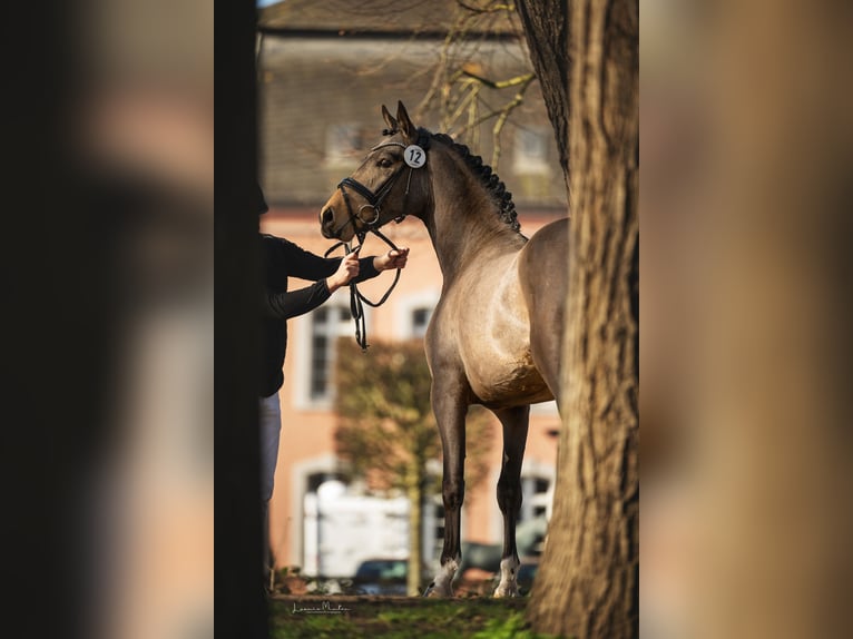 German Riding Pony Stallion 4 years 14.2 hh Buckskin in Lippetal