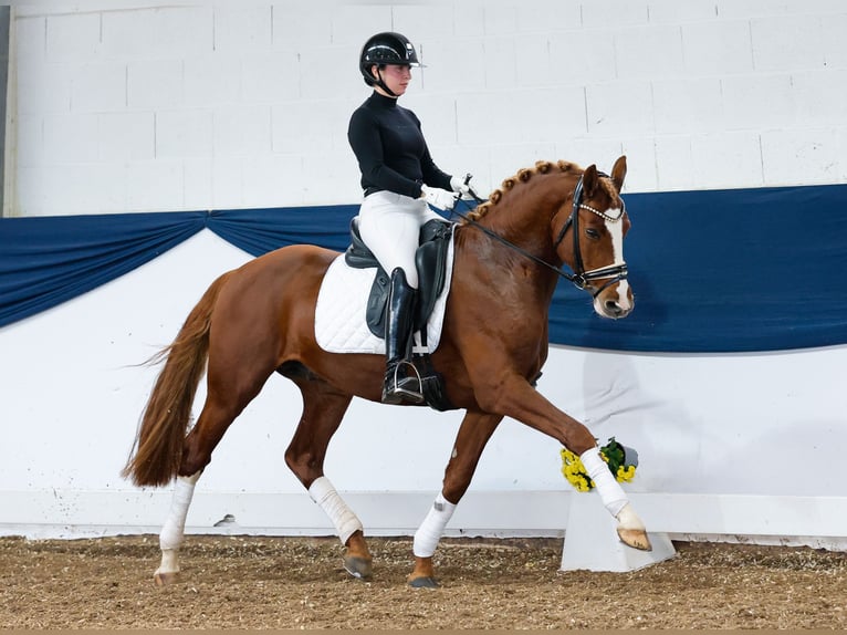 German Riding Pony Stallion 4 years 14,2 hh Chestnut-Red in Marsberg