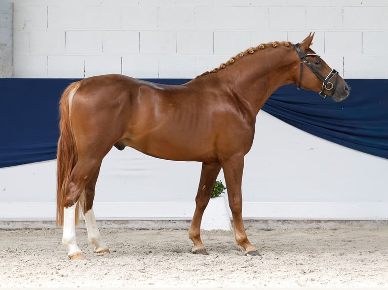 German Riding Pony Stallion 4 years 14.2 hh Chestnut-Red in Marsberg