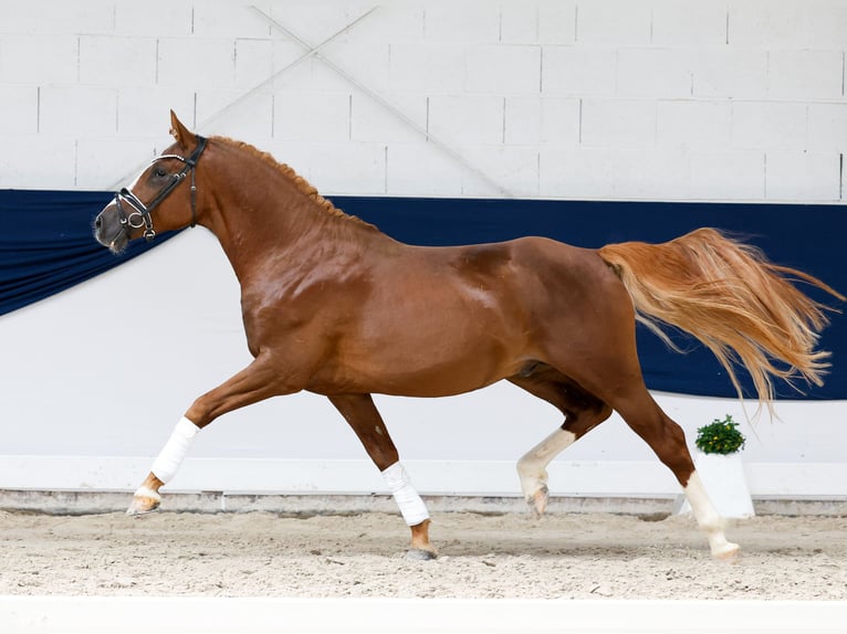 German Riding Pony Stallion 4 years 14.2 hh Chestnut-Red in Marsberg