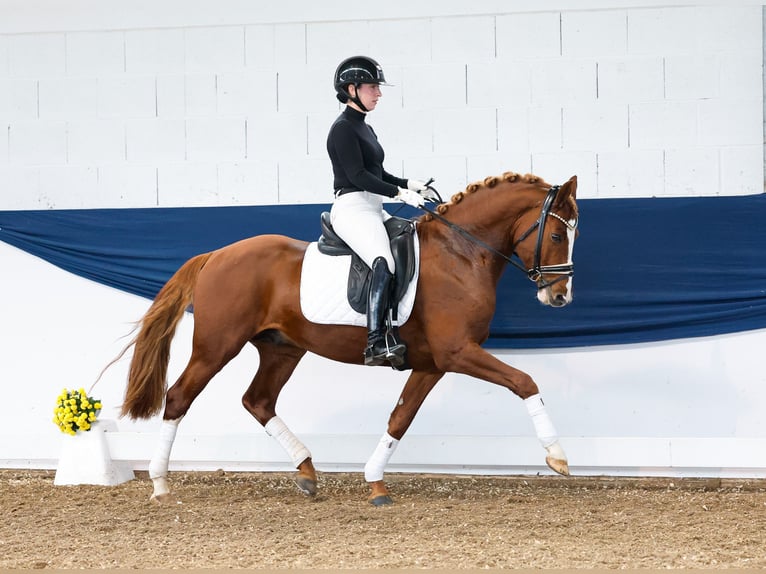 German Riding Pony Stallion 4 years 14,2 hh Chestnut-Red in Marsberg