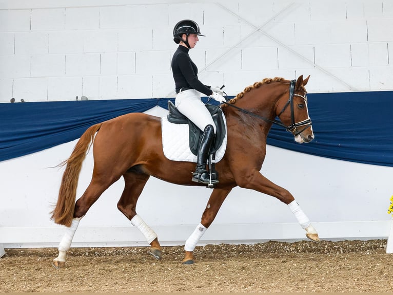 German Riding Pony Stallion 4 years 14,2 hh Chestnut-Red in Marsberg