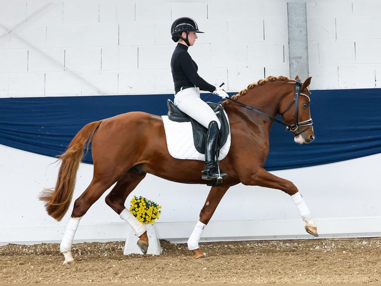 German Riding Pony Stallion 4 years 14,2 hh Chestnut-Red in Marsberg