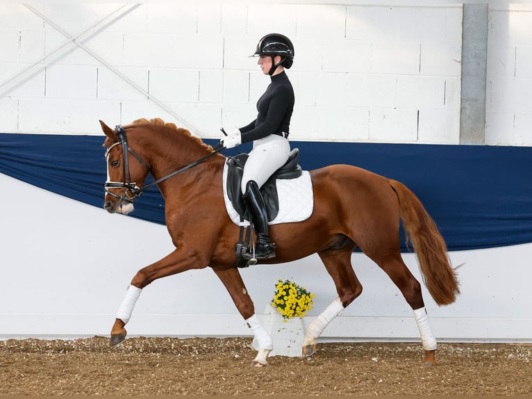 German Riding Pony Stallion 4 years 14,2 hh Chestnut-Red in Marsberg