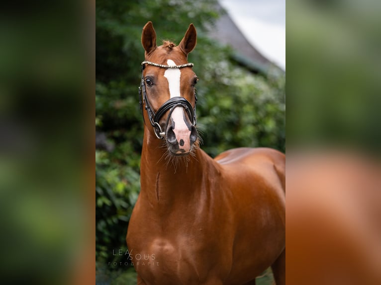 German Riding Pony Stallion 4 years 14,2 hh Chestnut-Red in Wetter (Ruhr)