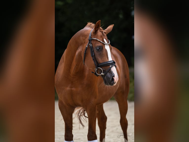 German Riding Pony Stallion 4 years 14,2 hh Chestnut-Red in Wetter (Ruhr)