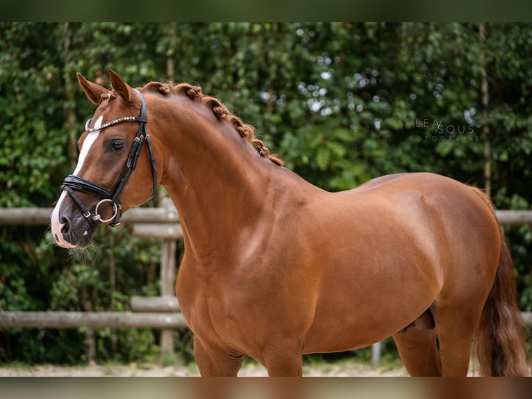 German Riding Pony Stallion 4 years 14,2 hh Chestnut-Red in Wetter (Ruhr)