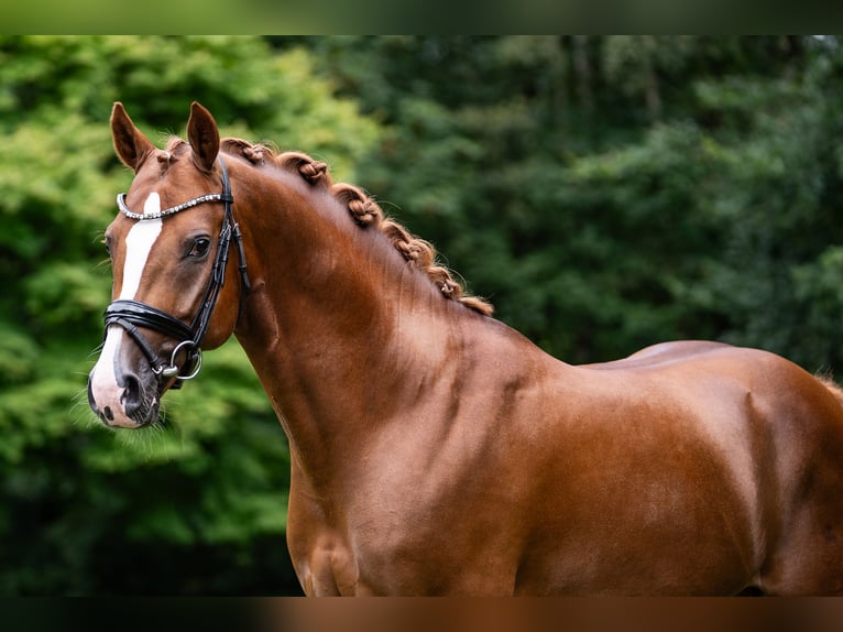 German Riding Pony Stallion 4 years 14,2 hh Chestnut-Red in Wetter (Ruhr)