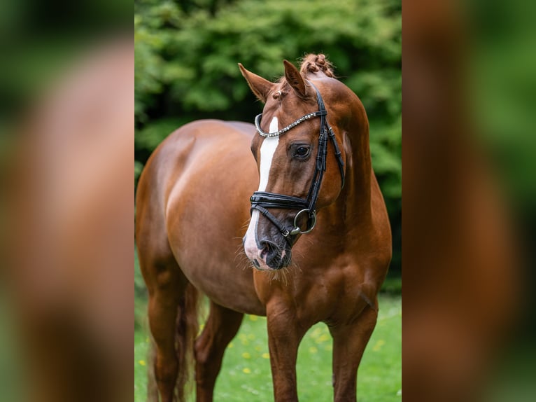 German Riding Pony Stallion 4 years 14,2 hh Chestnut-Red in Wetter (Ruhr)