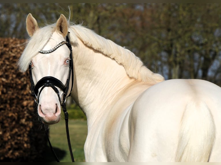 German Riding Pony Stallion 4 years 14,2 hh Cremello in Rehburg-Loccum M&#xFC;nchehagen