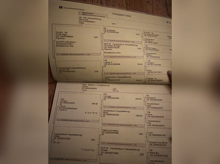 German Riding Pony Stallion 4 years 14.2 hh  in Timmendorfer Strand