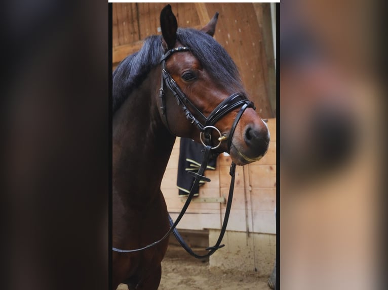 German Riding Pony Stallion 4 years 14.2 hh  in Timmendorfer Strand