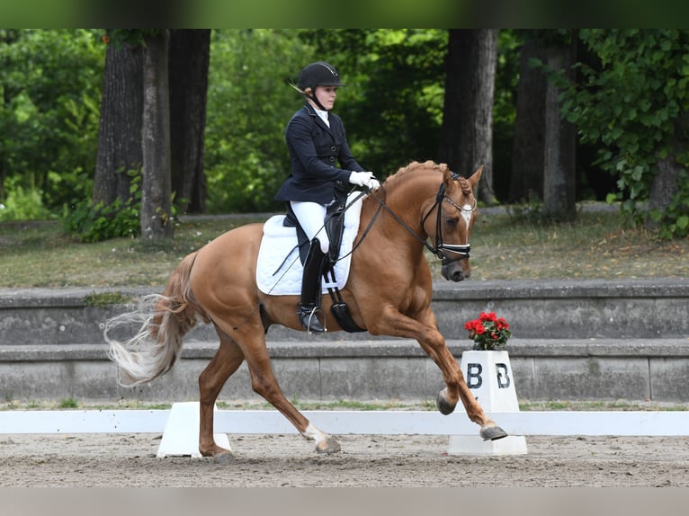 German Riding Pony Stallion 4 years 14,2 hh Dun in Vettweiß
