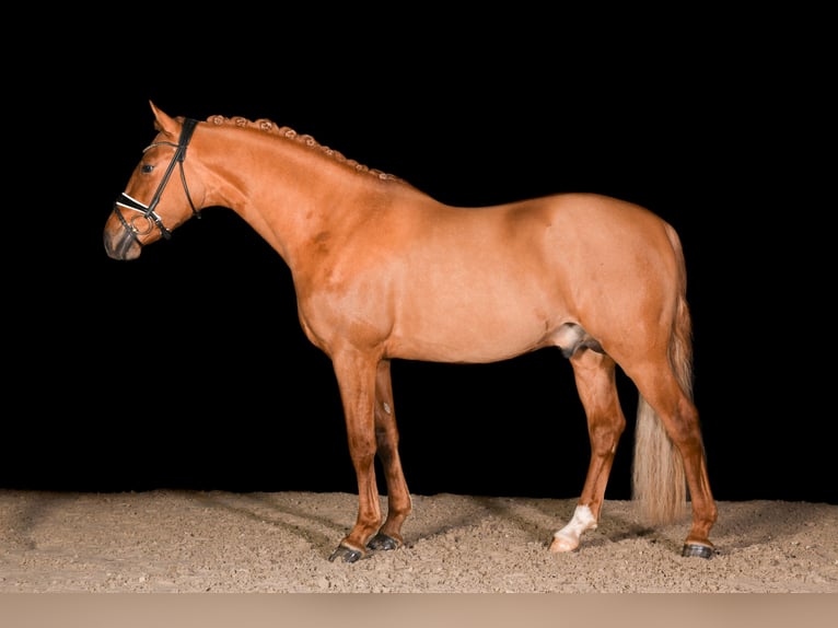 German Riding Pony Stallion 4 years 14,2 hh Dun in Vettweiß