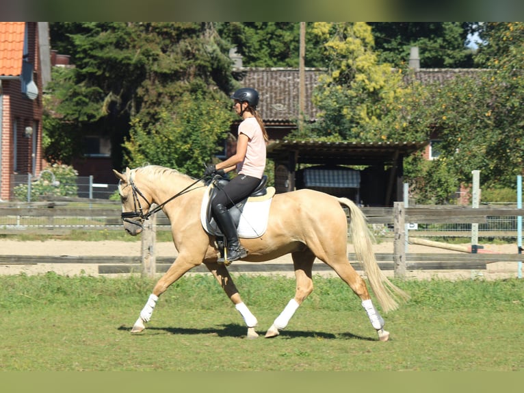 German Riding Pony Stallion 4 years 14.2 hh Palomino in Berge