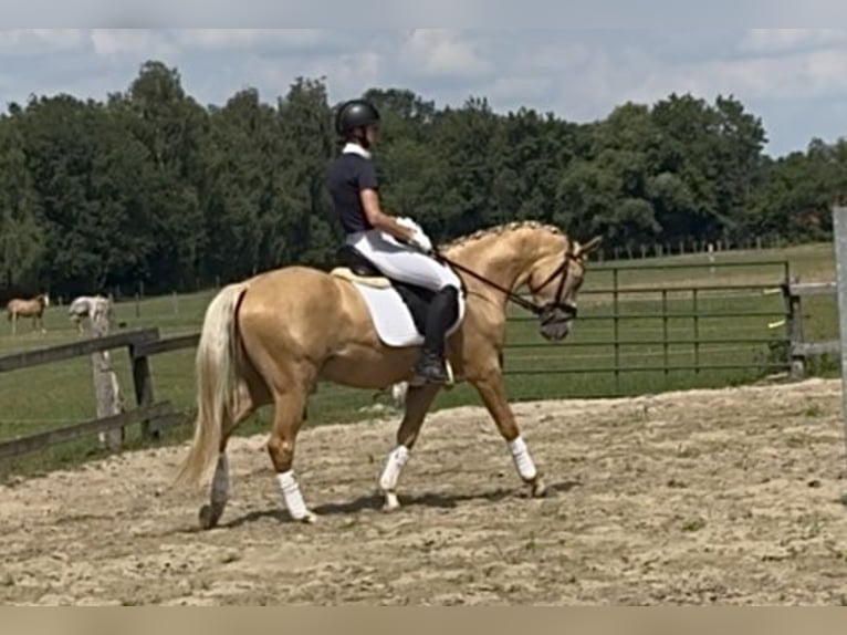 German Riding Pony Stallion 4 years 14.2 hh Palomino in Berge
