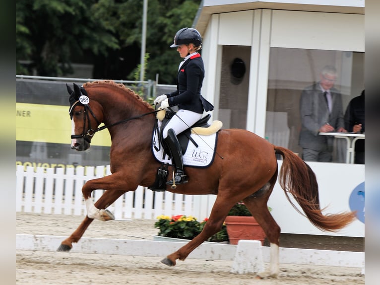 German Riding Pony Stallion 4 years 14,3 hh Chestnut-Red in Rehburg-Loccum