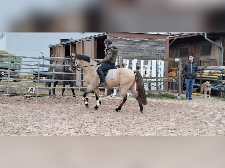 German Riding Pony Stallion 4 years 14 hh Dun in Ebersbach an der Fils