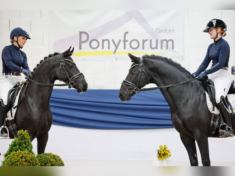 German Riding Pony Stallion 4 years 14,1 hh Black in Marsberg German Riding Pony Stallion 4 years 14,1 hh Black in Marsberg