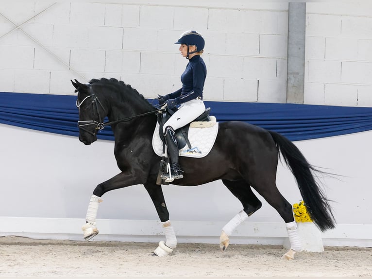 German Riding Pony Stallion 4 years 14,1 hh Black in Marsberg German Riding Pony Stallion 4 years 14,1 hh Black in Marsberg