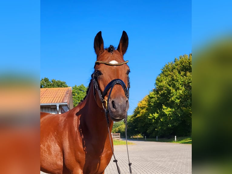 German Riding Pony Stallion 4 years 14,1 hh Brown in Frelsdorf German Riding Pony Stallion 4 years 14,1 hh Brown in Frelsdorf