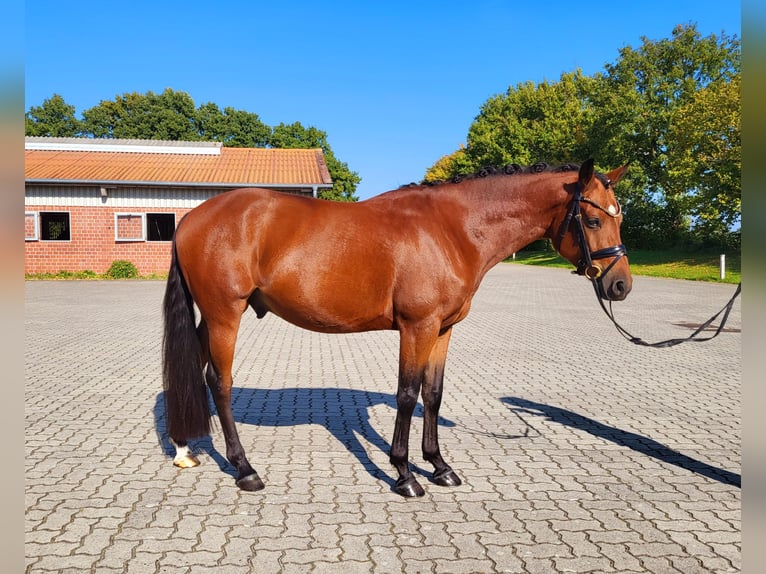 German Riding Pony Stallion 4 years 14,1 hh Brown in Frelsdorf German Riding Pony Stallion 4 years 14,1 hh Brown in Frelsdorf