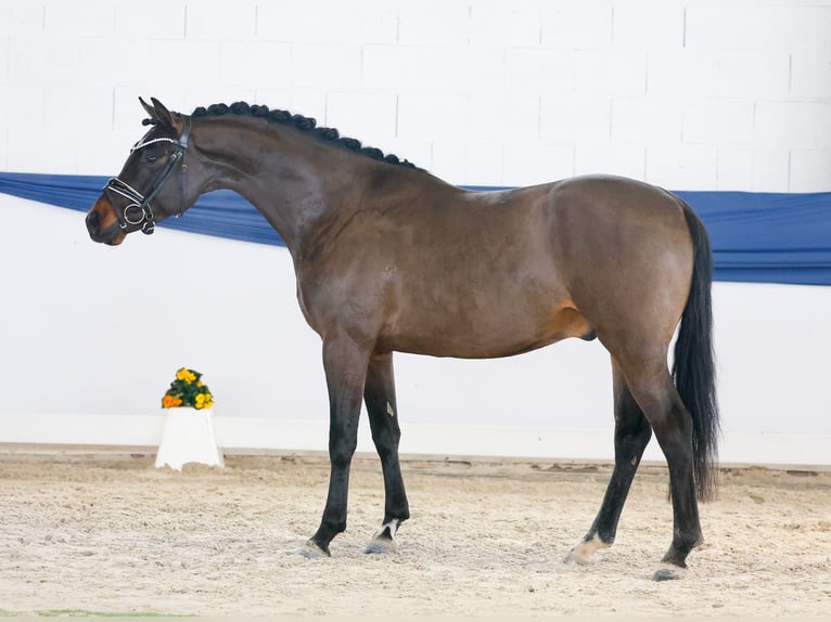 German Riding Pony Stallion 4 years 14,1 hh Brown in Marsberg
