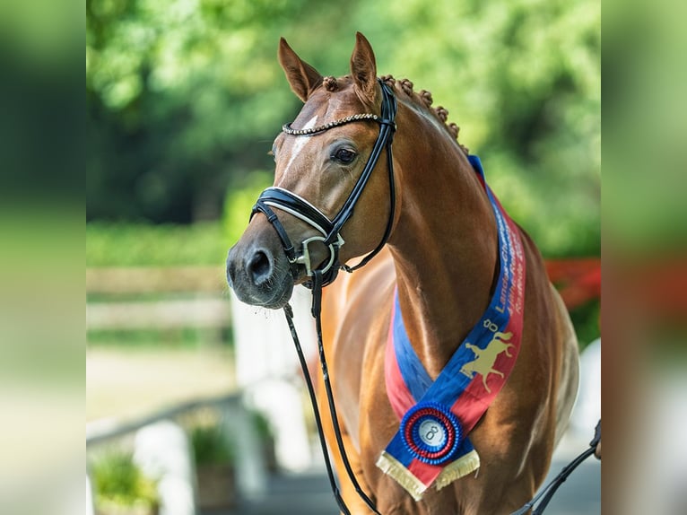 German Riding Pony Stallion 4 years 14,1 hh Chestnut-Red in M&#xFC;nster