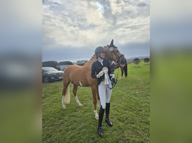 German Riding Pony Stallion 4 years 14,1 hh Palomino in Bruchköbel