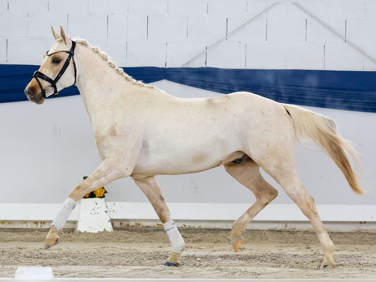 German Riding Pony Stallion 4 years 14,1 hh Palomino in Marsberg