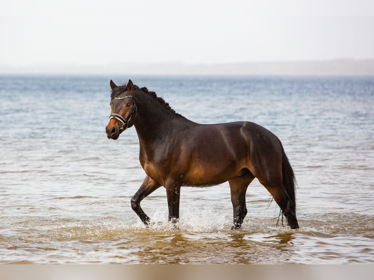 German Riding Pony Stallion 4 years 14,2 hh Bay-Dark in Raubling