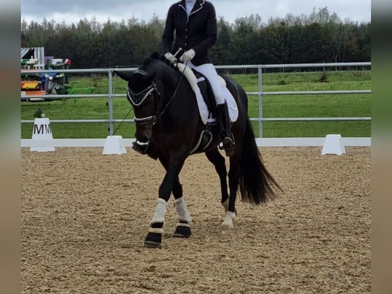 German Riding Pony Stallion 4 years 14,2 hh Bay-Dark in Raubling