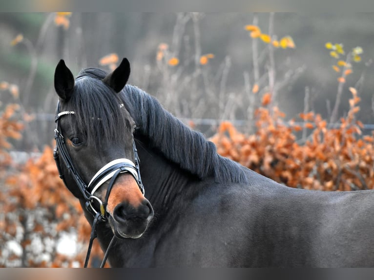 German Riding Pony Stallion 4 years 14,2 hh Bay-Dark in Raubling
