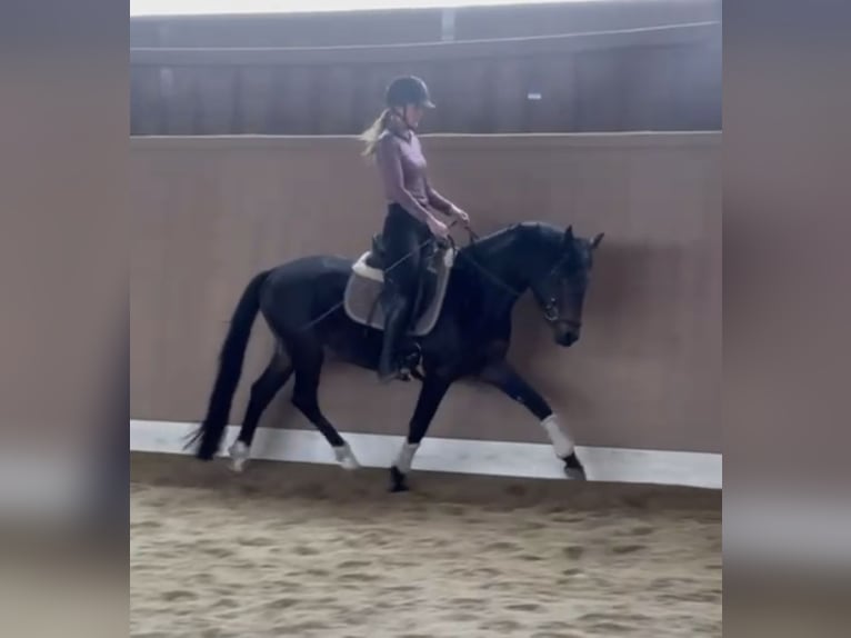 German Riding Pony Stallion 4 years 14,2 hh Bay-Dark in Raubling