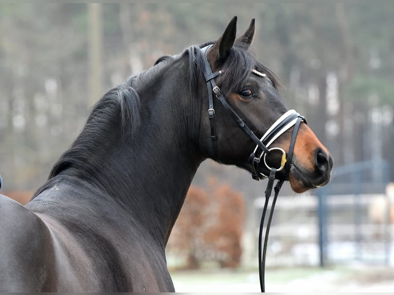 German Riding Pony Stallion 4 years 14,2 hh Bay-Dark in Raubling