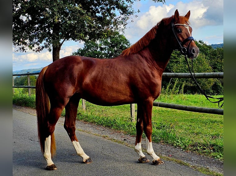 German Riding Pony Stallion 4 years 14,2 hh Chestnut in Ruppichteroth