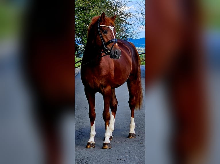 German Riding Pony Stallion 4 years 14,2 hh Chestnut in Ruppichteroth