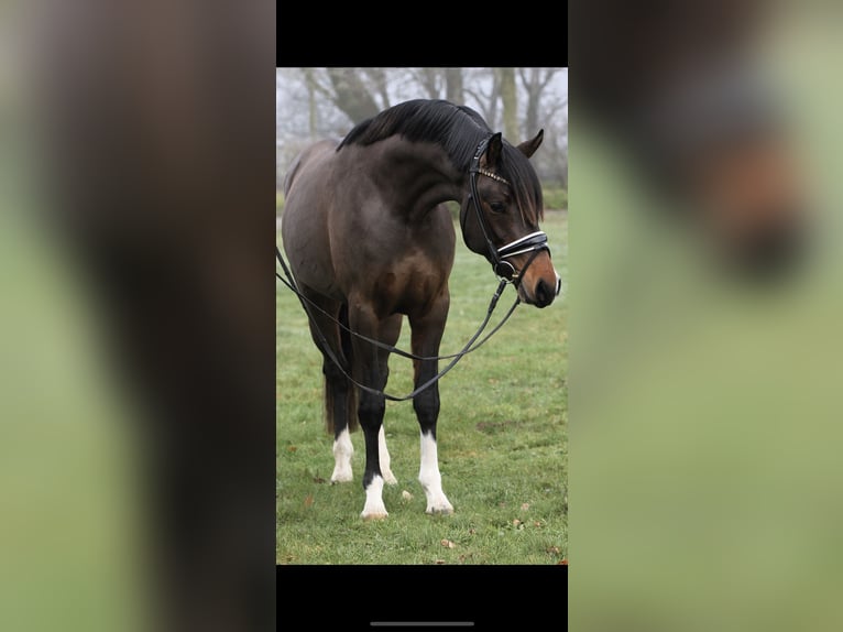 German Riding Pony Stallion 4 years 14,2 hh  in Timmendorfer Strand