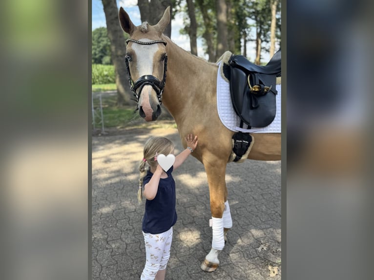 German Riding Pony Stallion 4 years 14,2 hh Palomino in Berge