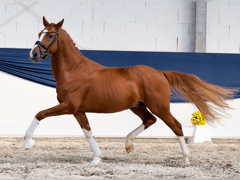 German Riding Pony Stallion 4 years 14,3 hh Chestnut-Red in Marsberg