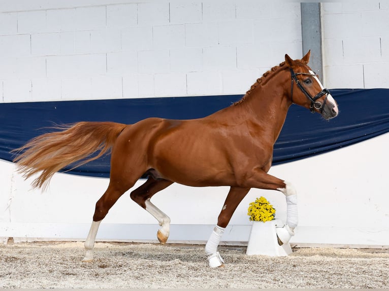 German Riding Pony Stallion 4 years 14,3 hh Chestnut-Red in Marsberg