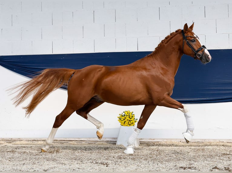 German Riding Pony Stallion 4 years 14,3 hh Chestnut-Red in Marsberg