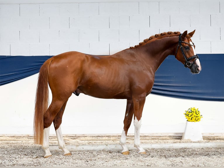 German Riding Pony Stallion 4 years 14,3 hh Chestnut-Red in Marsberg