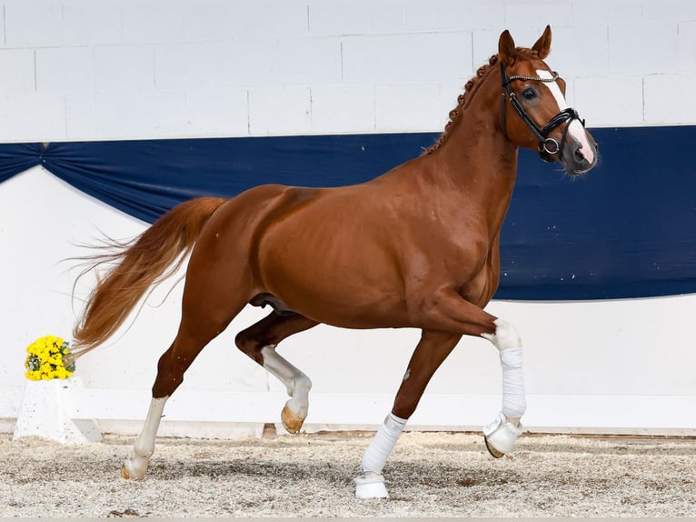 German Riding Pony Stallion 4 years 14,3 hh Chestnut-Red in Marsberg