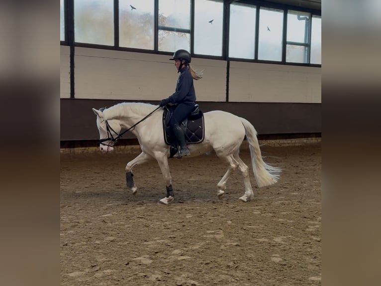 German Riding Pony Stallion 4 years 15 hh Perlino in Castrop-Rauxel
